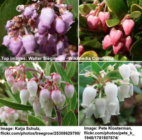 Types of Manzanita Trees and Shrubs (With Pictures) - Identification Guide