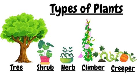 Types Of Plants - English - Assignment - Teachmint