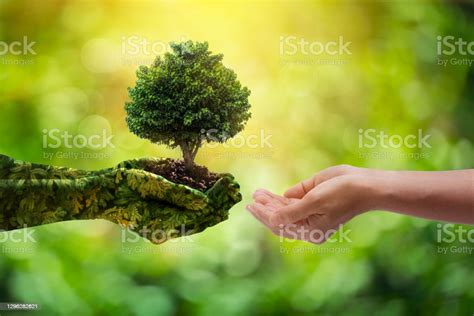 Environment Earth Day Hands From Nature Girl Hands Holding Trees ...