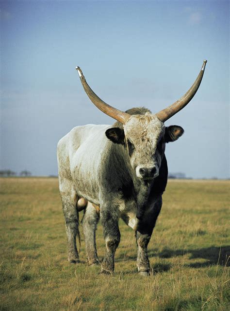 Hungarian Grey Cattle Photograph by Bjorn Svensson/science Photo Library - Fine Art America