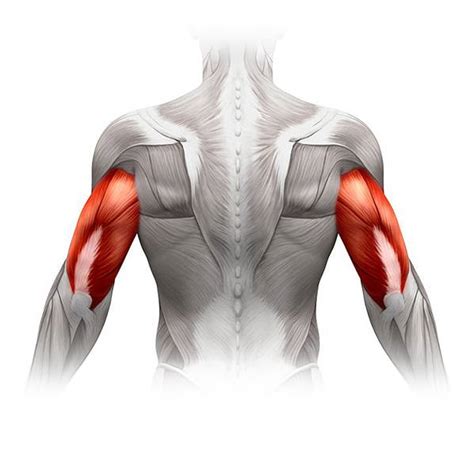 Learn More About The Tricep Muscles - Pure Posture