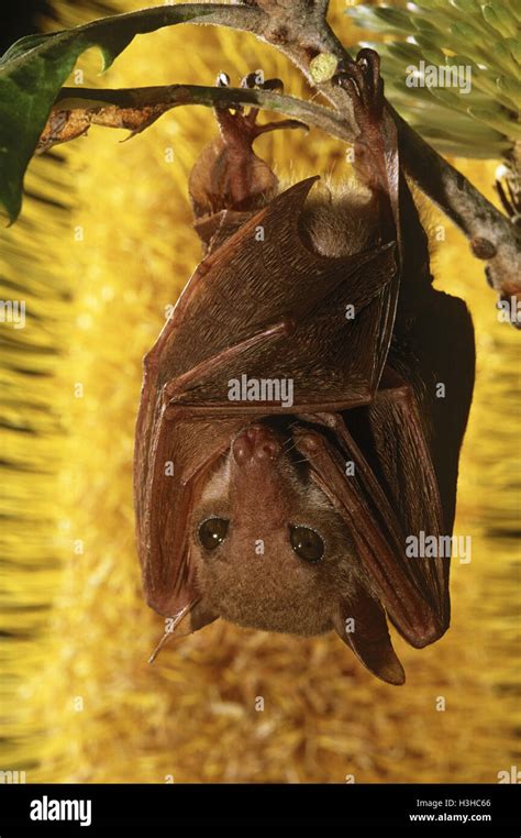 Northern blossom-bat (Macroglossus minimus pygmaeus Stock Photo - Alamy