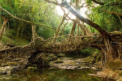 Living Root Bridges, Meghalaya - Your Personal Travel Guide (2024)