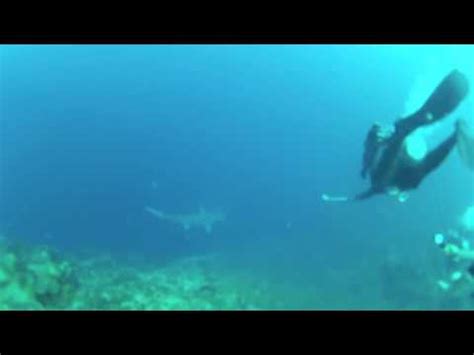 Rare Encounter with a Great Hammerhead Shark - YouTube