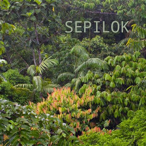 Sepilok - Rainforest Ambience - Wild Ambience Nature Sounds