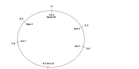 homework - Restriction Mapping of Plasmid Assignment - Biology Stack ...