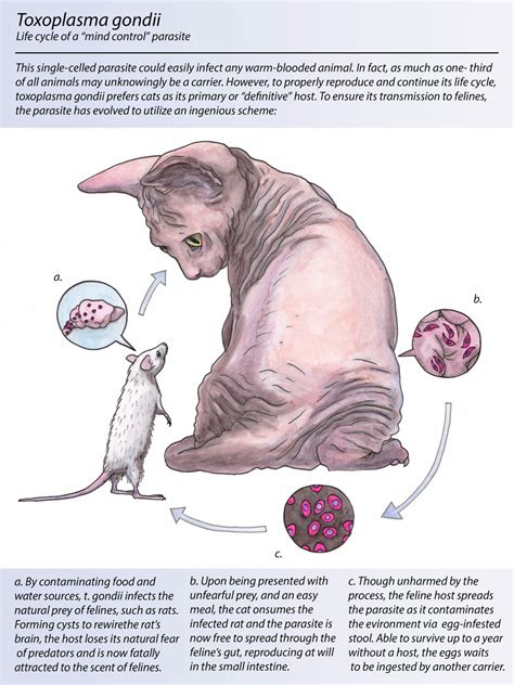 Toxoplasma Gondii | Poster By Julie