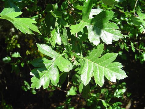 Leaves of Black Hawthorn Crataegus douglasii | These are cla… | Flickr