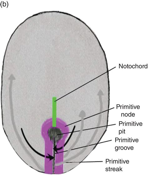 2: Development of the Head, Face, and Mouth | Pocket Dentistry