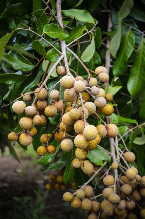 Longan on tree stock image. Image of bunch, agriculture - 57289297