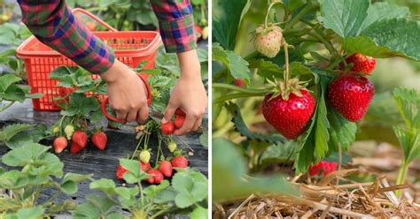 Strawberry Picking (Guide) – Strawberry Plants