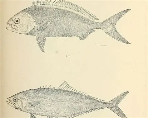 Roosterfish - Facts, Diet, Habitat & Pictures on Animalia.bio