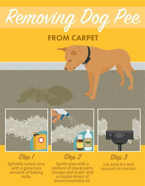 Removing Dog Pee from Carpet | Dog pee, Diy dog stuff, Dog info