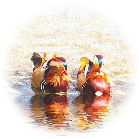 Mandarin Ducks Painting at PaintingValley.com | Explore collection of ...