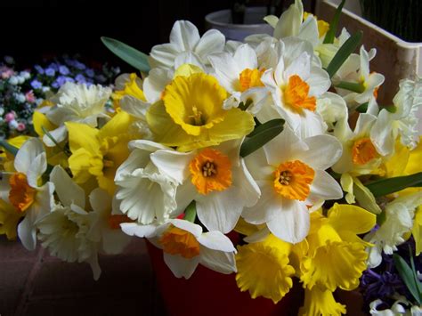 Free Images : white, flower, petal, spring, yellow, flora, daffodils, narcissus, flowering plant ...