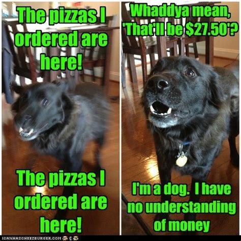 67 best images about Dog Memes on Pinterest | Haha, Puns and Cavities