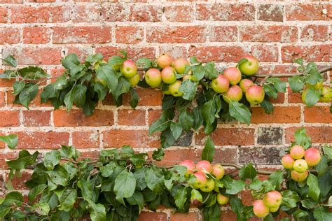 How to grow healthy fruit trees in limited space using espalier – San ...