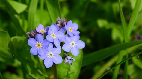 Top 10 Smallest Flowers in the World - The Mysterious World