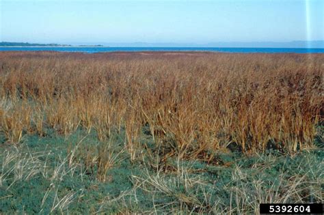 smooth cordgrass (Spartina alterniflora)