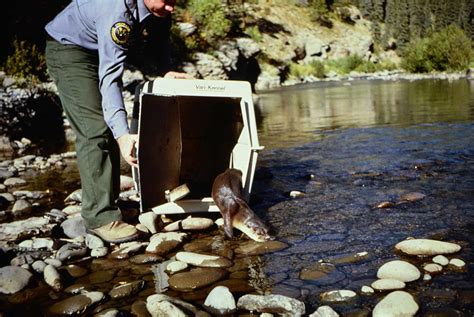 The Recovery of the Northern River Otter - Colorado Outdoors Online