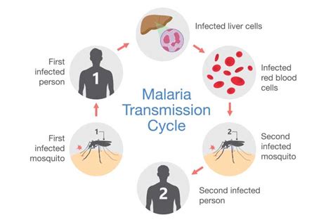 The Progression of Malaria into Cerebral Malaria - Health Emergency ...