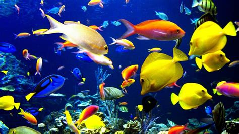 Beauty of the Ocean | Ocean Fish Relaxing | Most Beautiful Fish ...