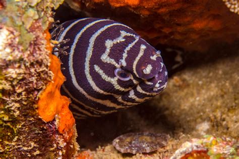 Zebra Moray Eel- Facts and Photographs | Seaunseen