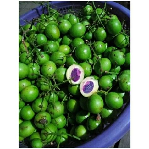 Jual BUAH JATAKE GANDARIA MASIH SEGAR 500gr | Shopee Indonesia