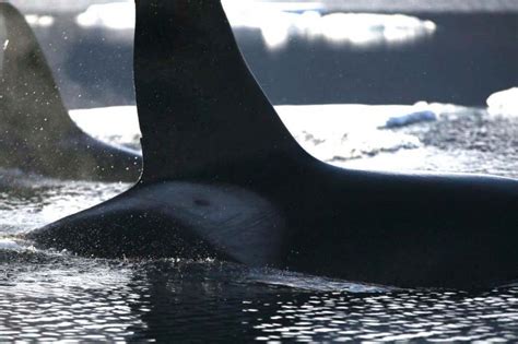 Killer whale migration upends Arctic waters – Winnipeg Free Press