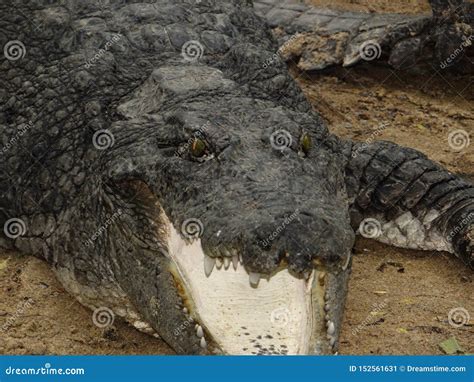 Indian Crocodile stock image. Image of crocodile, species - 152561631