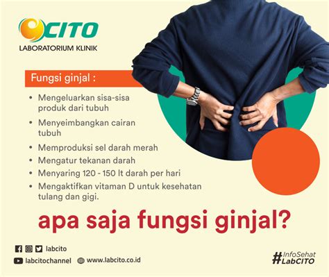 Fungsi Ginjal Bagi Tubuh Manusia - Laboratorium Medis - Klinik Utama CITO