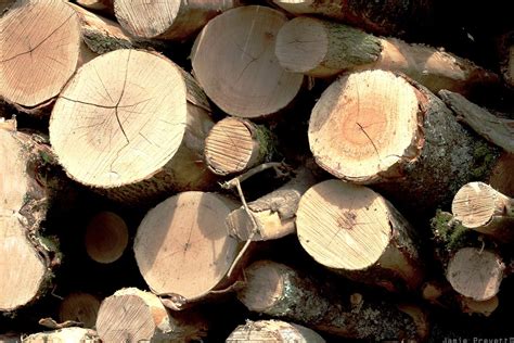 LOG CARE | winchfieldlogs