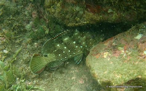 Snorkeling in Playa Conchal, Guanacaste | Snorkeling in Costa Rica