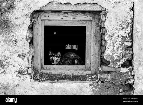 Beautiful Cat in old abandoned house window with chipped facade Stock ...