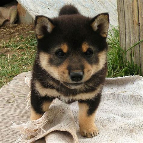 And Now, Ridiculously Adorable Shiba Inu Puppies!