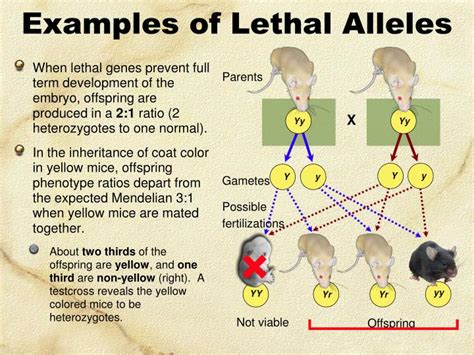 PPT - GENE INTERACTIONS PowerPoint Presentation - ID:4347301