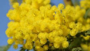 Mimosa Flower Meaning, Symbolism, and Uses - GrowingVale