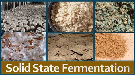 Solid State Fermentation: Overview, Factors affecting SSF, Advantages, L... | Fermentation ...