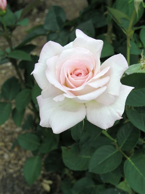 Rosa 'Jardins de Bagatelle' Rose | Garden Center Marketing