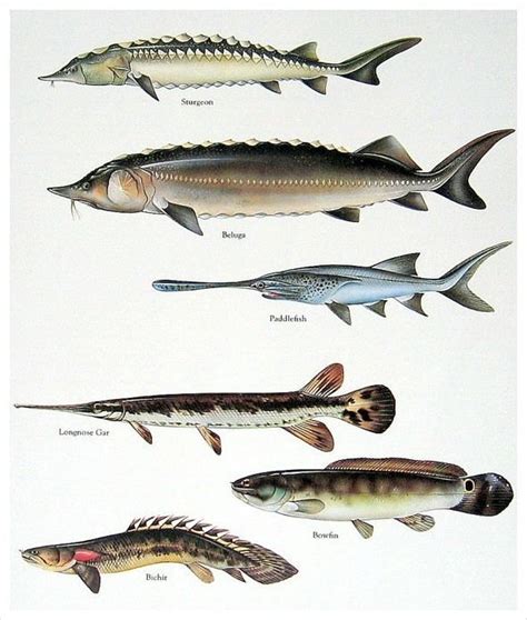 Beluga (sturgeon) - Alchetron, The Free Social Encyclopedia