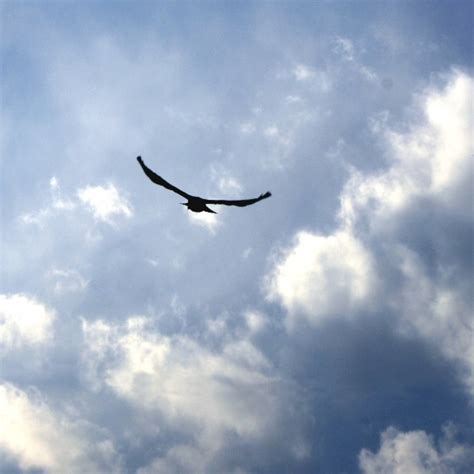 Bird Flying in Blue Sky with Clouds Picture | Free Photograph | Photos Public Domain