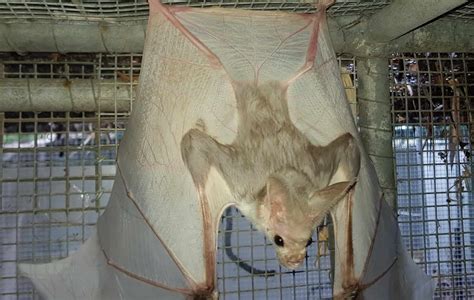 ghostbat | Stories of Australian Science, from Science in Public