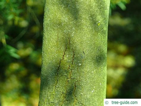 Grey Mulga | Acacia brachybotrya