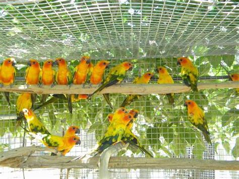 SUN CONURE BREEDING PAIRS. SUPER SALE!! for Sale in Tucson, Arizona Classified | AmericanListed.com