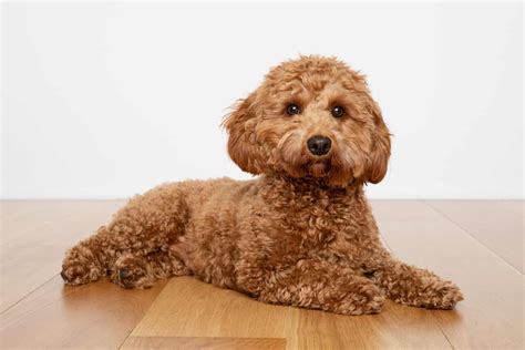 12 Best Cavapoo Breeders In The U.S. - Cute Doodles For Sale