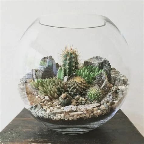 Build Your Own Cactus Terrarium (With Pictures)- Succulents Network