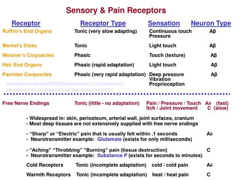 PPT - Sensory & Pain Receptors PowerPoint Presentation, free download - ID:2199861