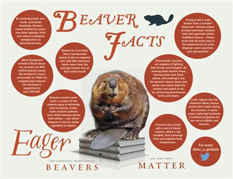 The Surprising, Secret Life of Beavers and Why They Matter - Chelsea Green Publishing | Beaver ...