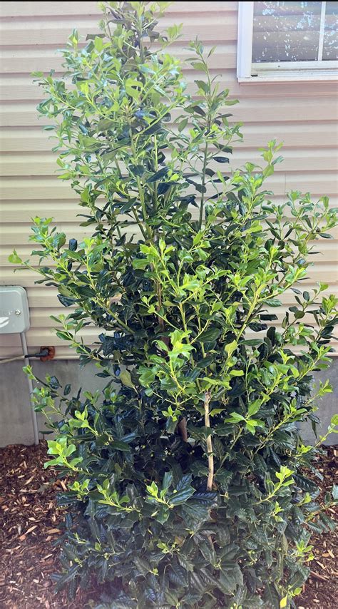 Holly Tree (New Growth or Dying) ? : r/landscaping