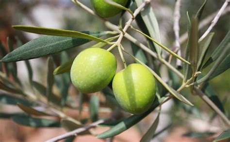 Estas es la forma para plantar un olivo a partir de una aceituna